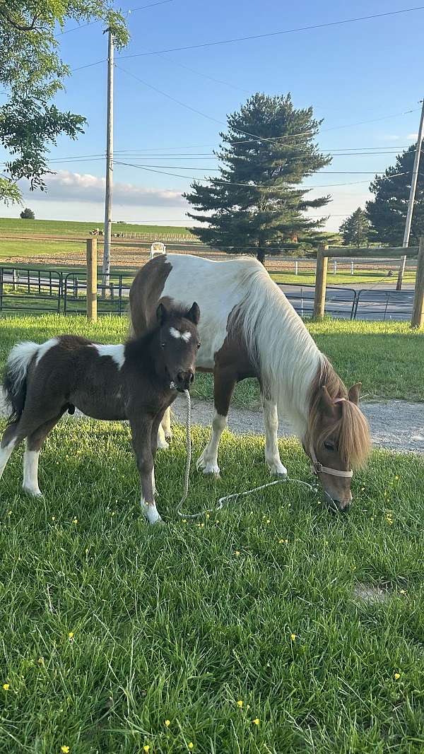 all-around-miniature-horse