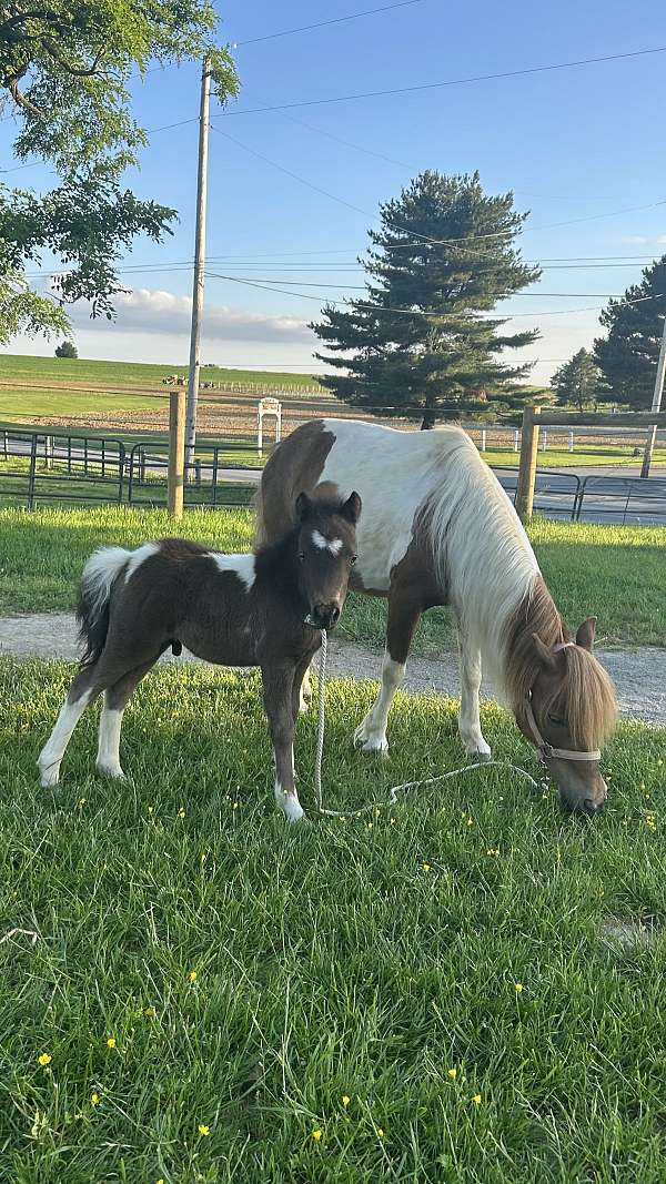 blue-eyed-miniature-horse