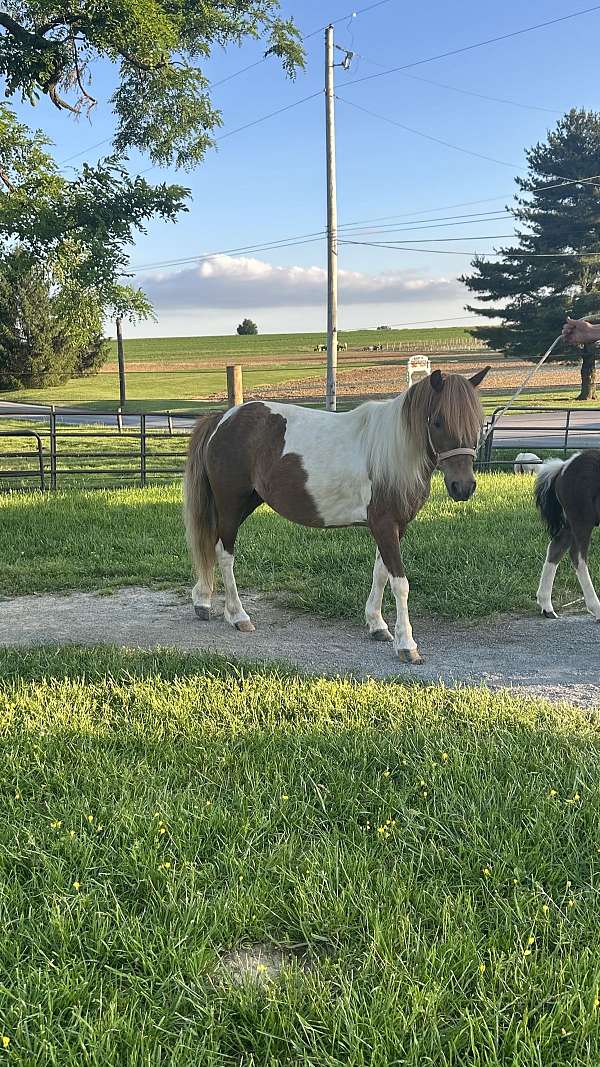 breeding-miniature-horse