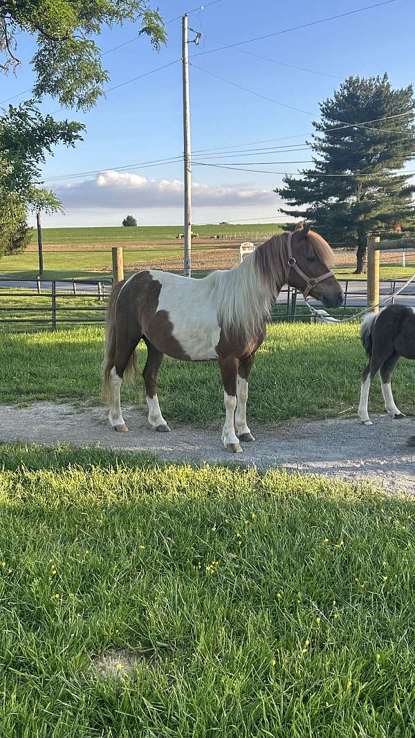 driving-miniature-horse