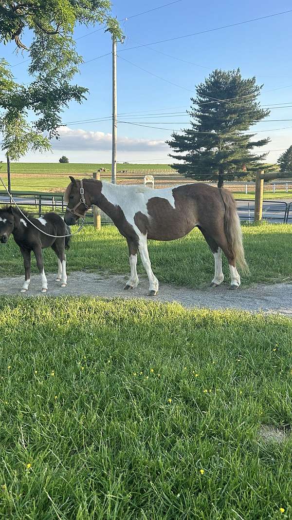 experienced-miniature-horse