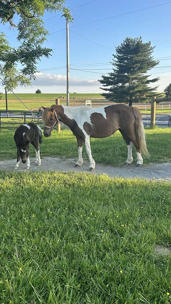finished-miniature-horse