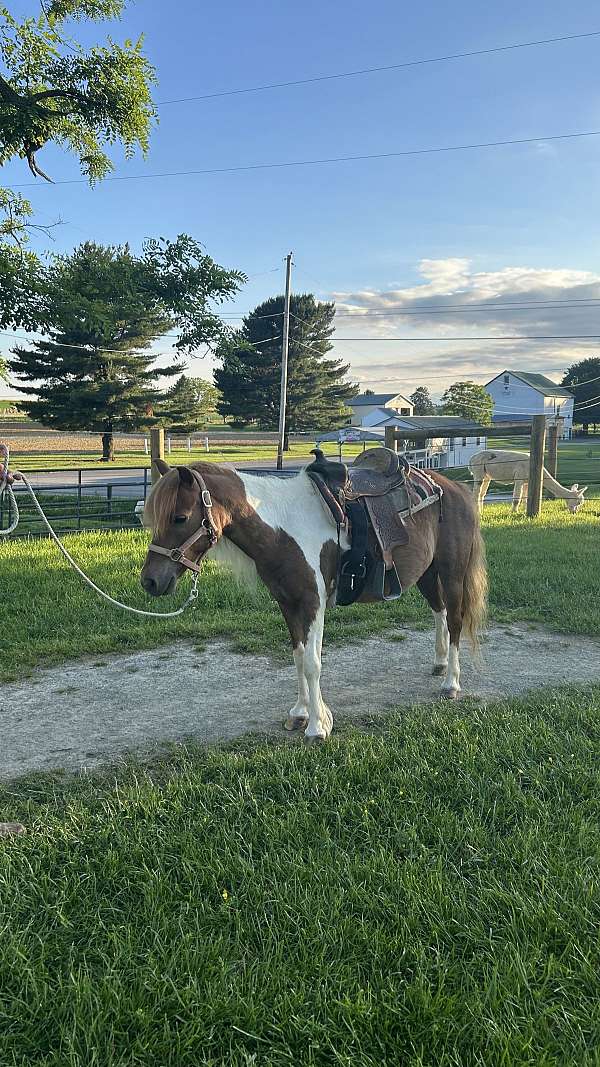 flashy-miniature-horse