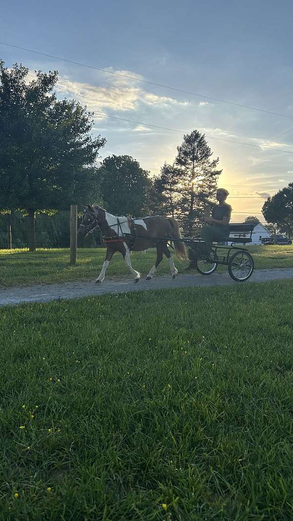 all-around-mare