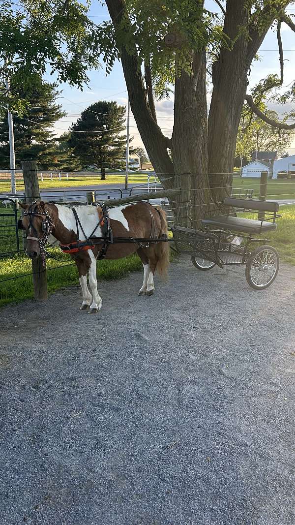 halter-miniature-horse