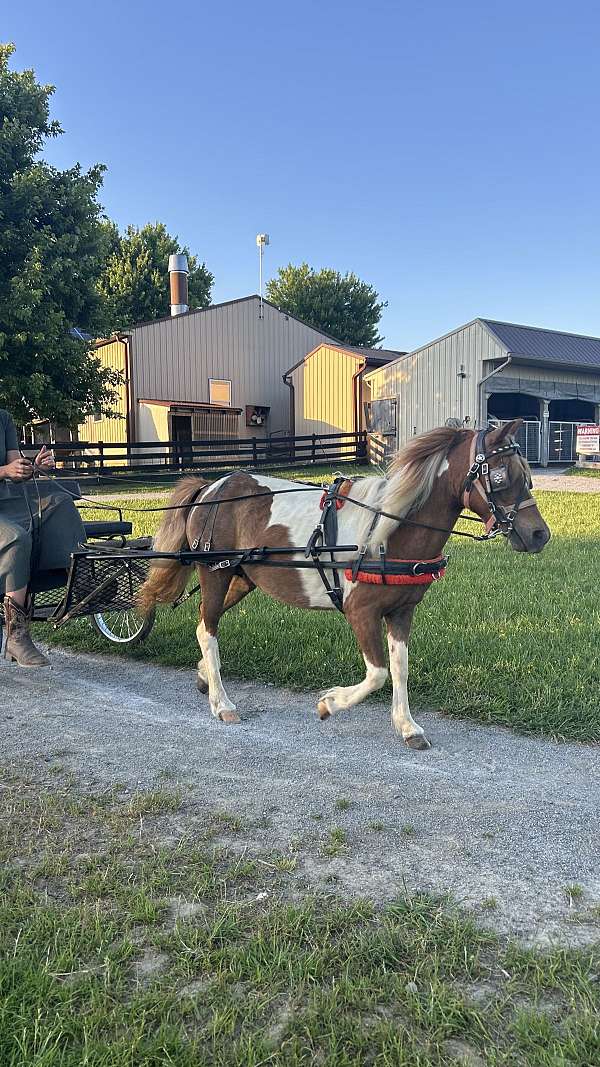 trained-miniature-horse