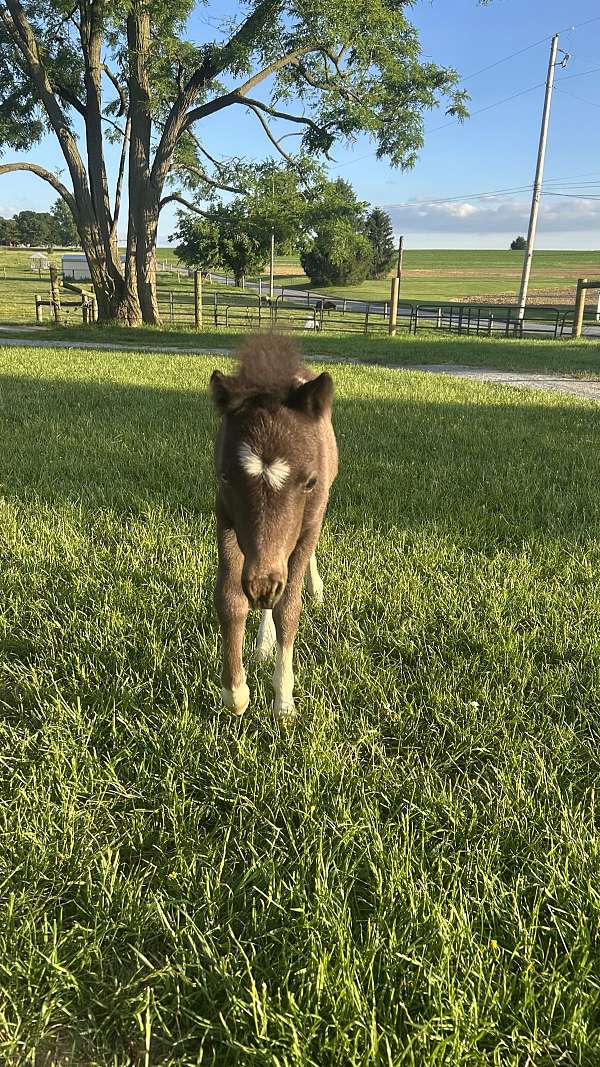 breeding-mare