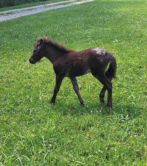black-appaloosa-horse