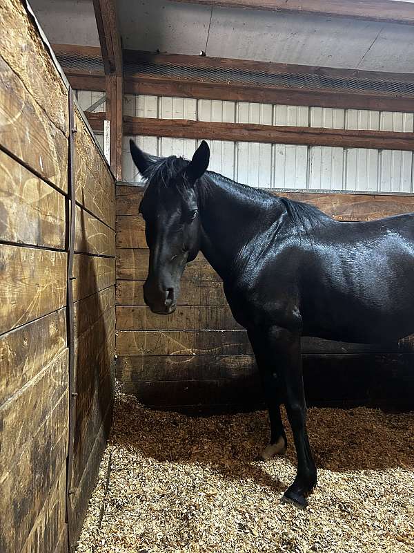 white-socks-horse