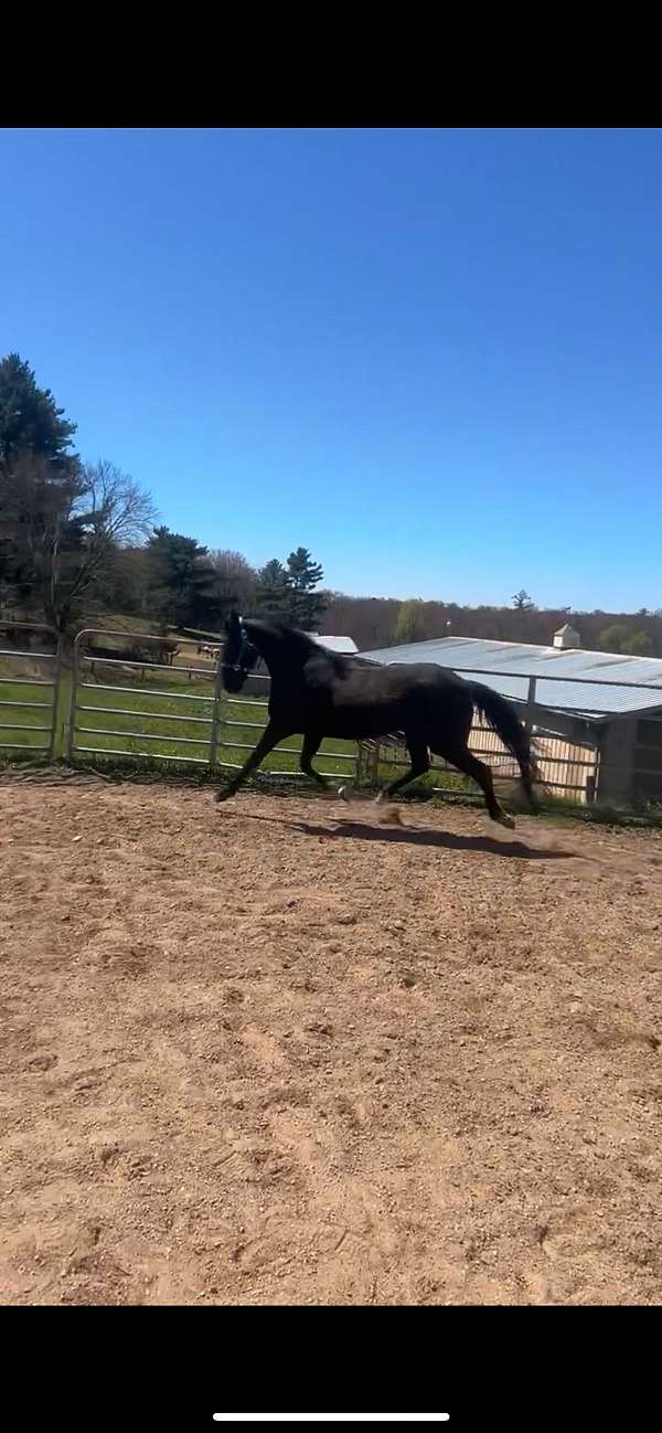 black-white-socks-horse