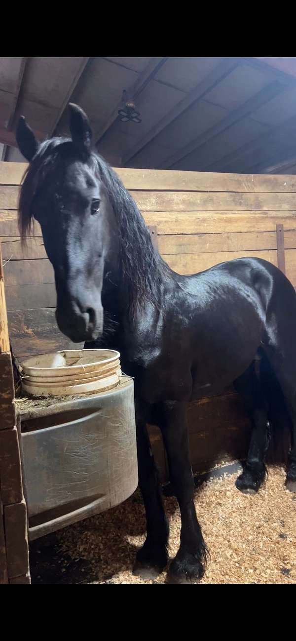 black-friesian-mare