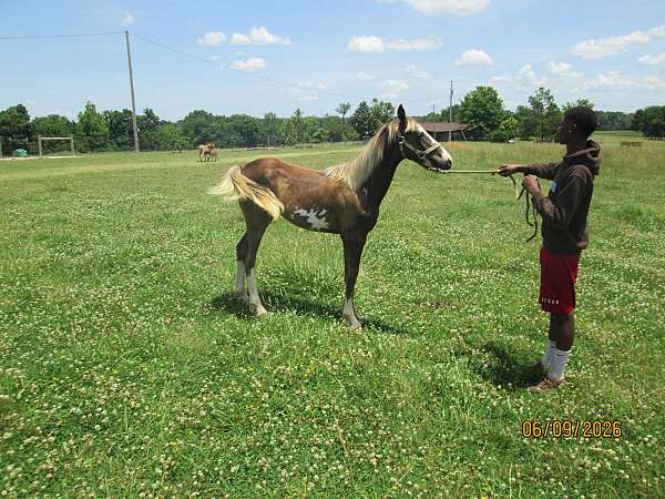 grey-see-photo-horse
