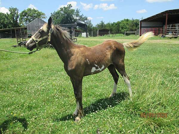 saddlehorse-racking-horse
