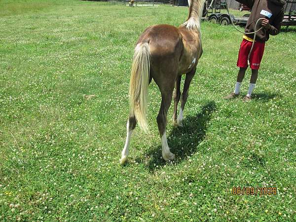 field-trial-prospect-racking-horse