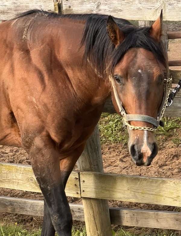 docs-solano-stallion