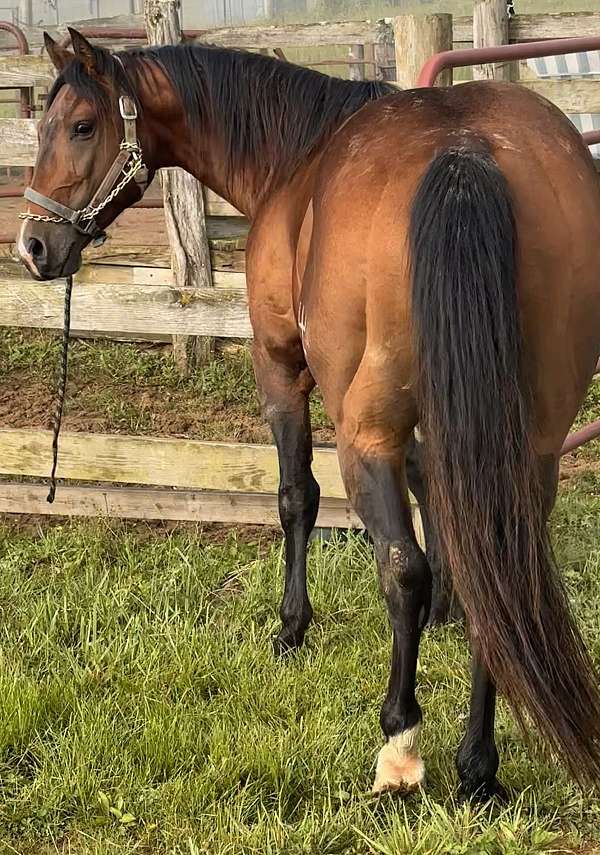 stalliom-horse