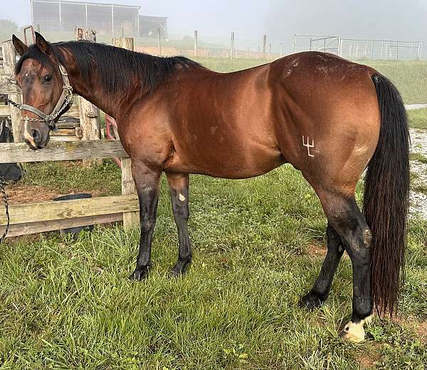 stalliom-quarter-horse