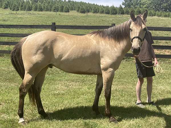 quarter-horse-gelding
