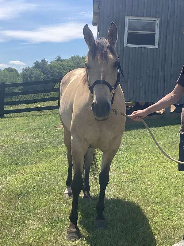 quarter-horse-for-sale