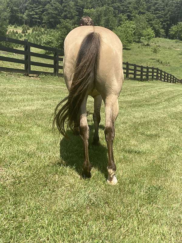 quarter-horse