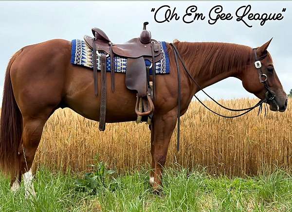 pleasure-quarter-horse