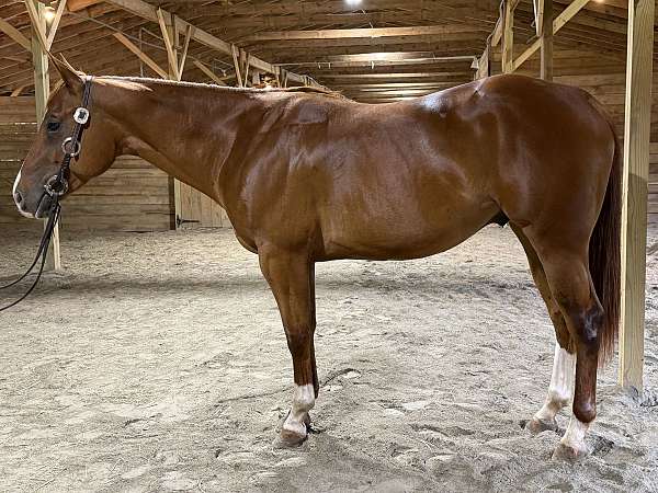 youth-quarter-horse
