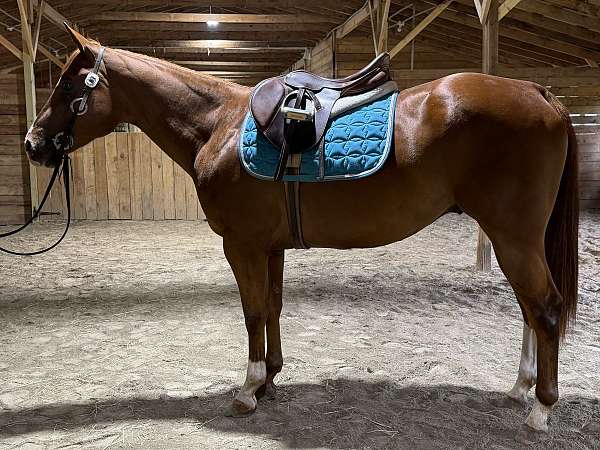 amateur-quarter-horse