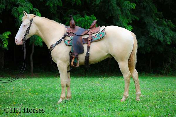 all-around-quarter-horse