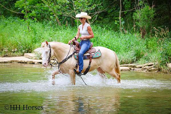 athletic-quarter-horse
