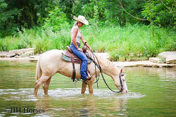 beginner-quarter-horse