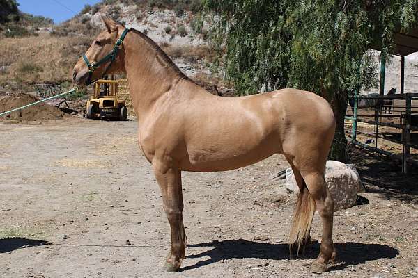 isabella-andalusian-horse