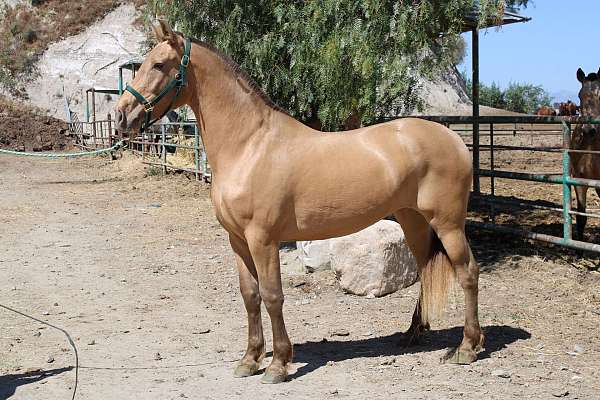 isabella-horse