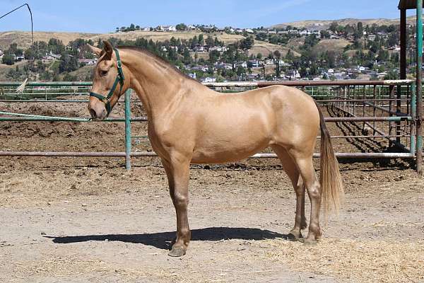 isabela-mare