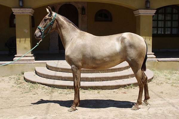 16-hand-isabelo-horse
