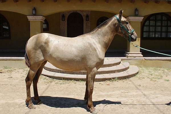 perlino-andalusian-horse