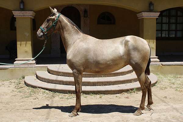 caballos-andalusian-horse