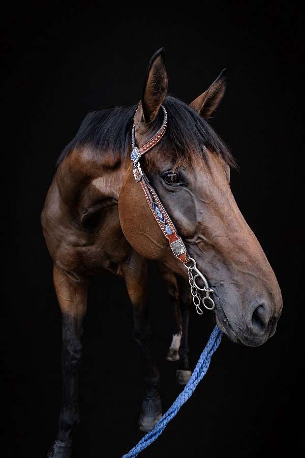ottb-thoroughbred-horse