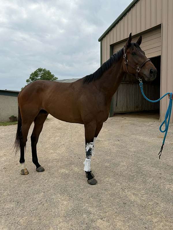 thoroughbred-horse