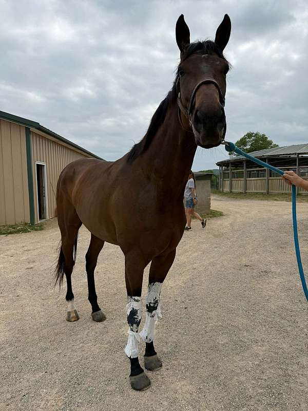 gelding-thoroughbred-horse