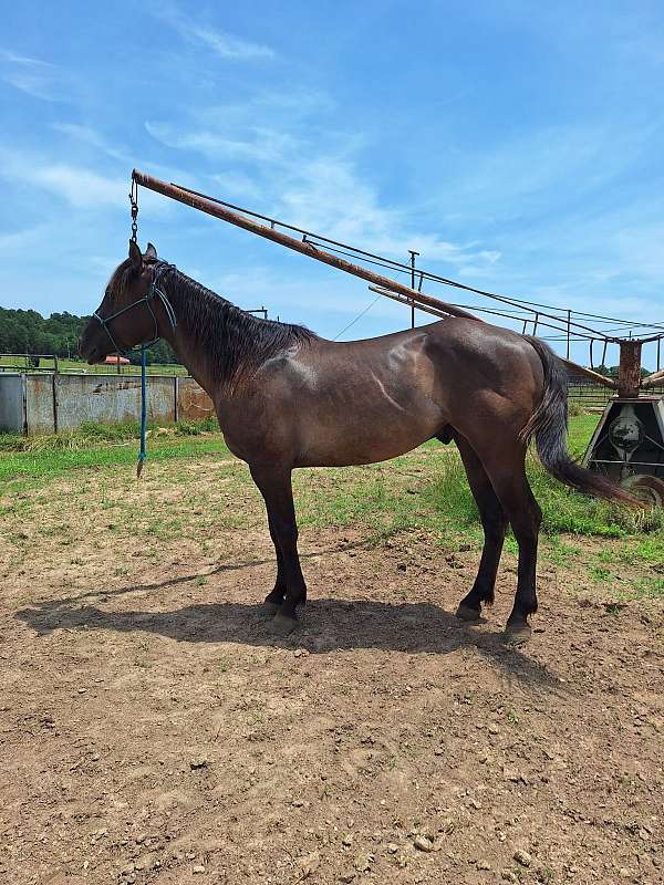 grulla-ste-horse