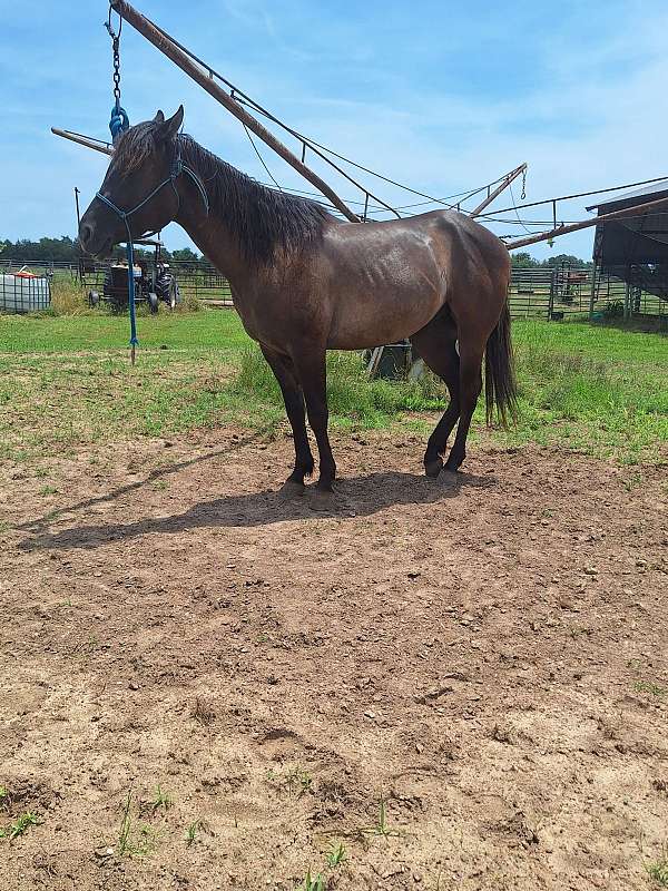 no-markings-horse