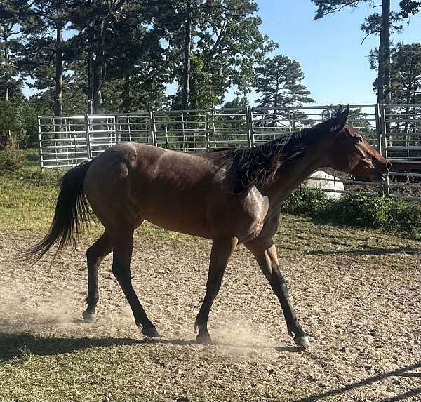 bay-roan-none-horse