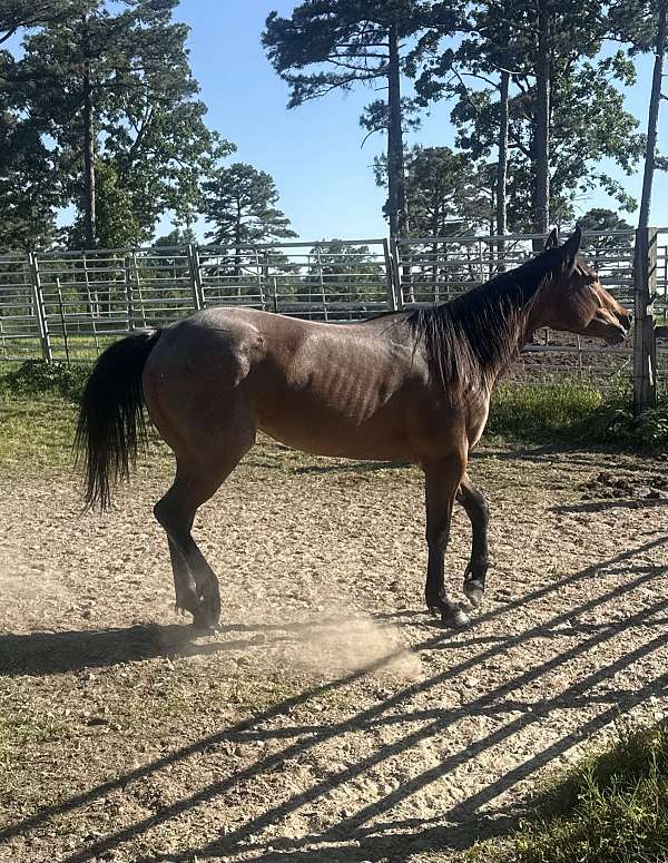 none-horse