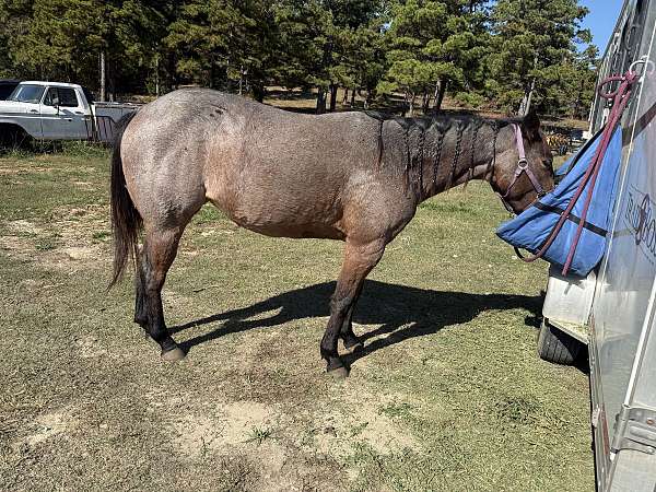 all-around-quarter-horse
