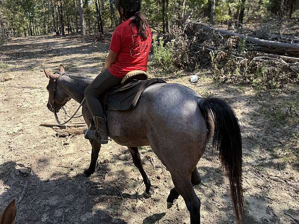 athletic-quarter-horse