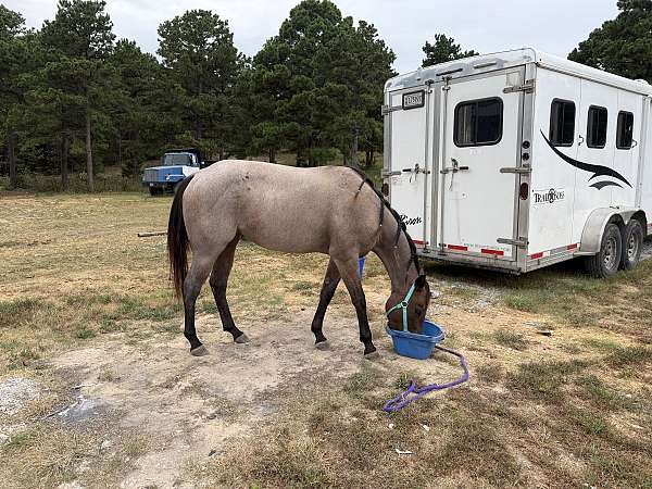 barrel-quarter-horse
