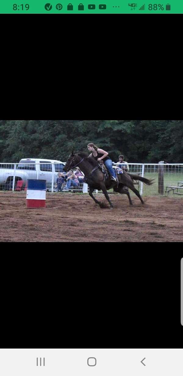 dark-bay-horse