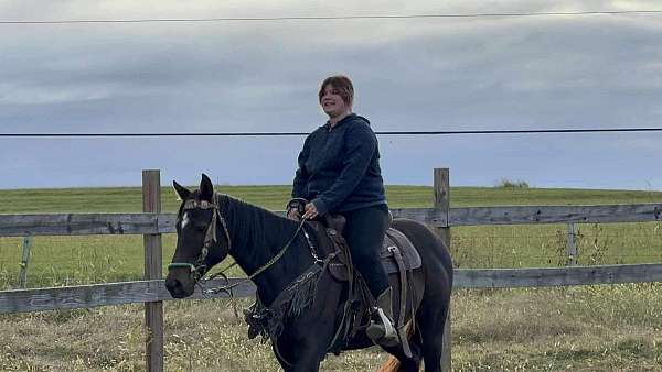 bay-dark-horse