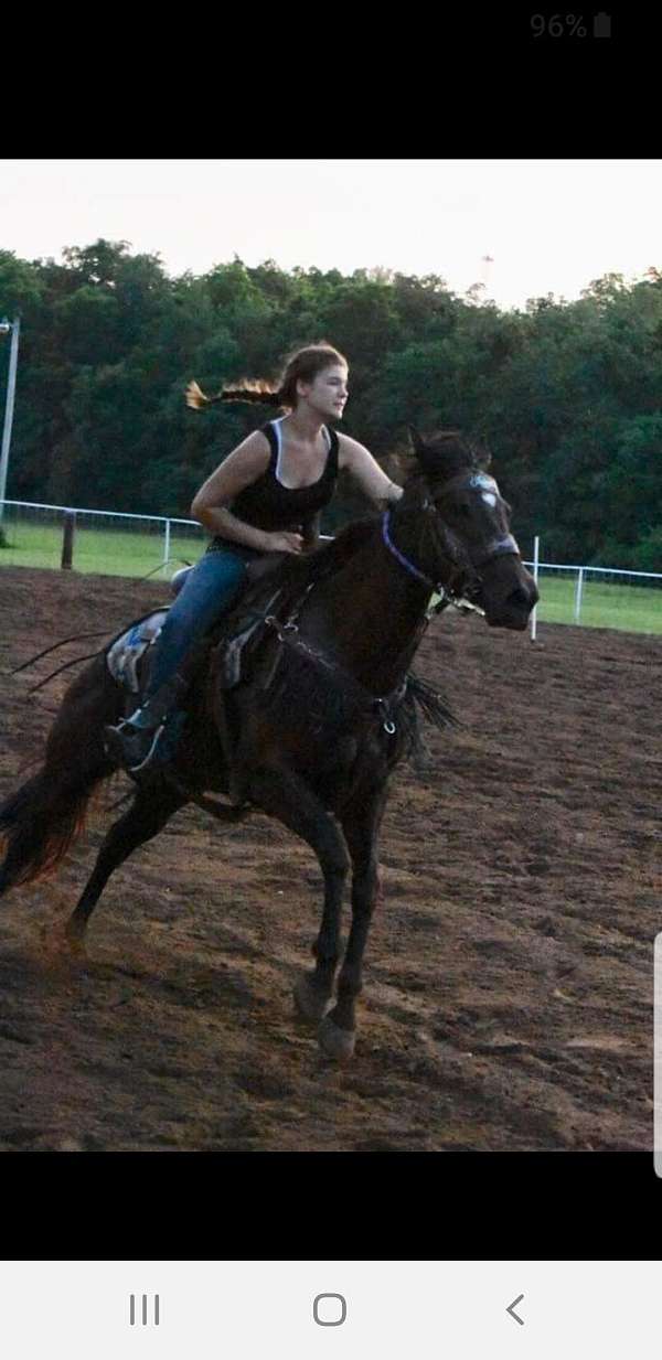 barrel-horse-appendix