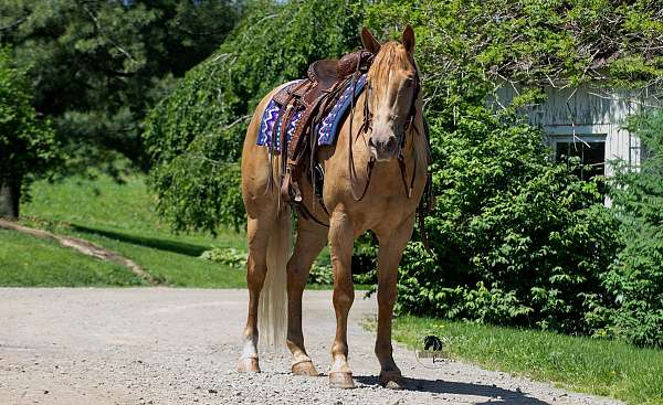 all-around-quarter-horse